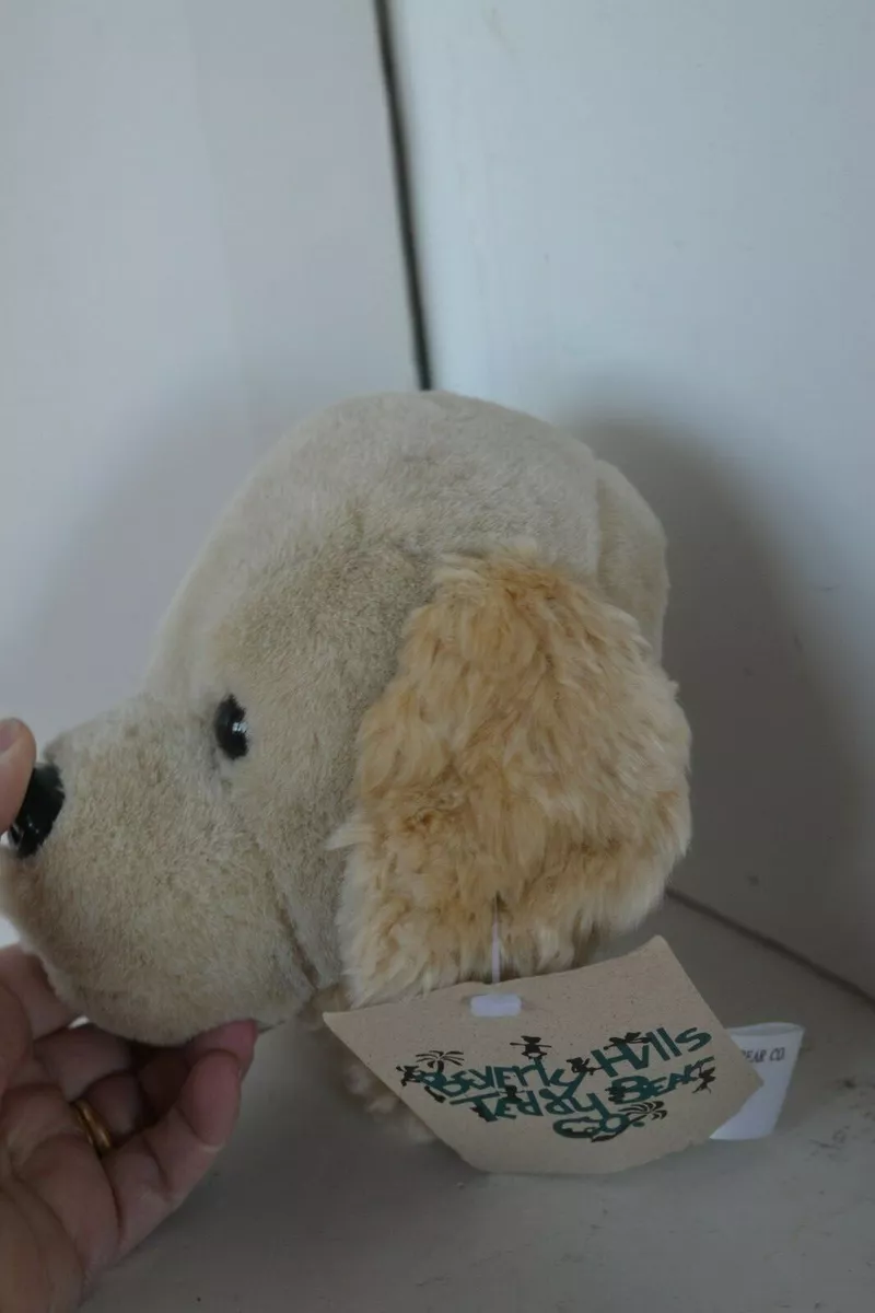Teddy face store dog