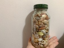1 Glasses Bottle Little Lucky Sea Shells - Different Kind Tiny Of Sea shells