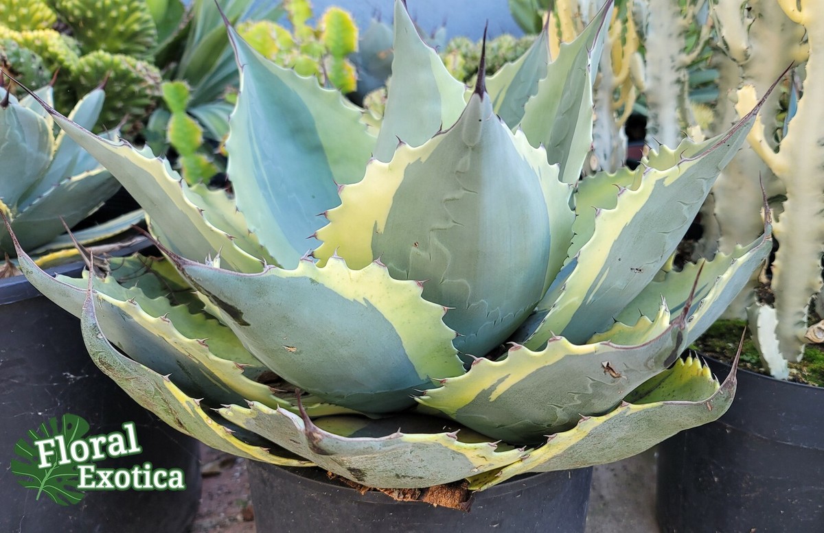Ovatifolia Ovatifolia
