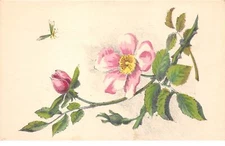 Illustrator - No. 64604 - Rose Branch and Insect