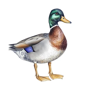 Duck Mallard Bird Self Adhesive Vinyl Sticker