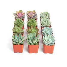 2 In. Rosette Succulent (Collection of 12)