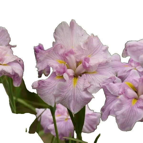 Loam Plants, Seeds & Bulbs