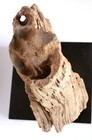 Rare Petrified BRISTLE CONE PINE mounted on the stand. — photo 8
