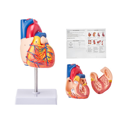 Anatomical Human Heart Model Heart Teaching Model 1:1 Life Size 2 Parts