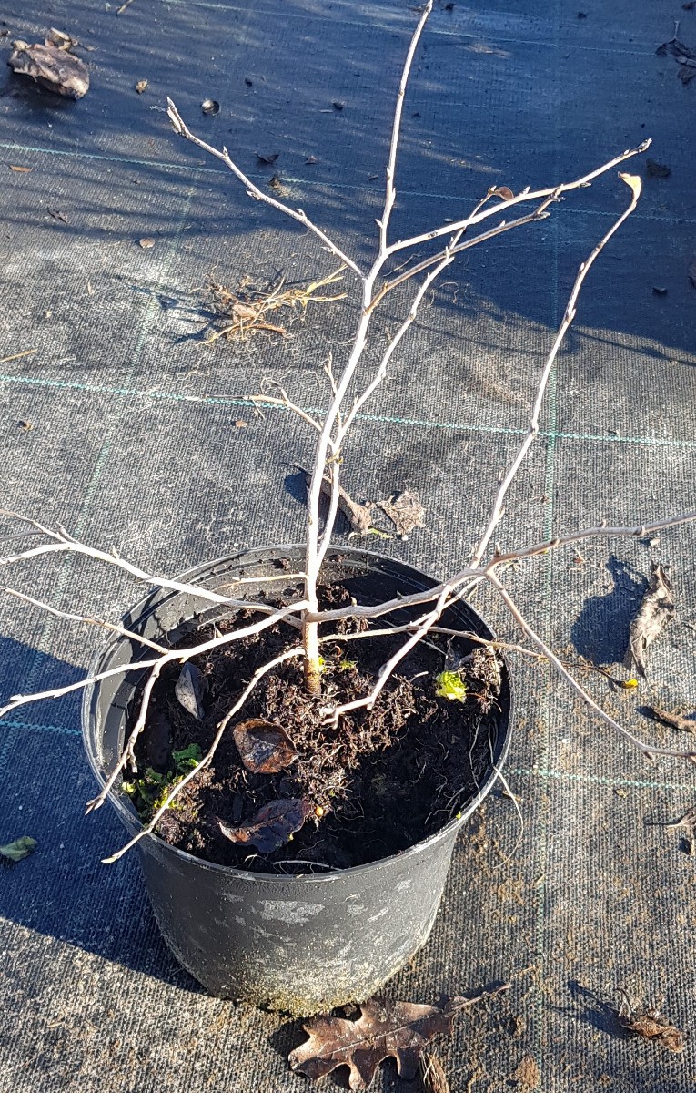 Plaqueminier nain Diospyros rhombifolia pour décorer votre terrasse