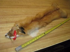 Tanned Red Fox Hide Furs Coats Taxidermy #  00001051 Row A-4