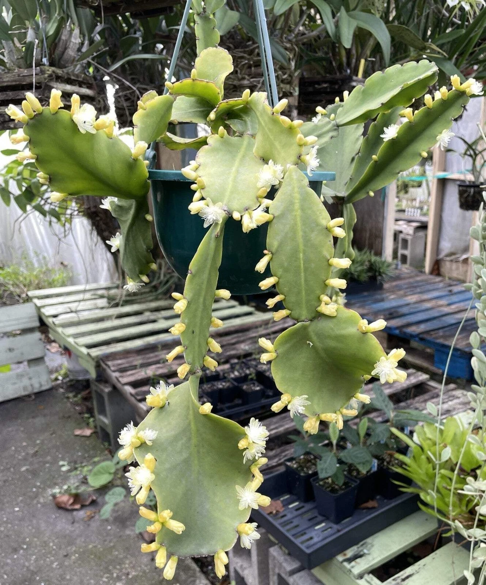 Peyote Cactus In Cactus & Succulent Plants for sale | eBay