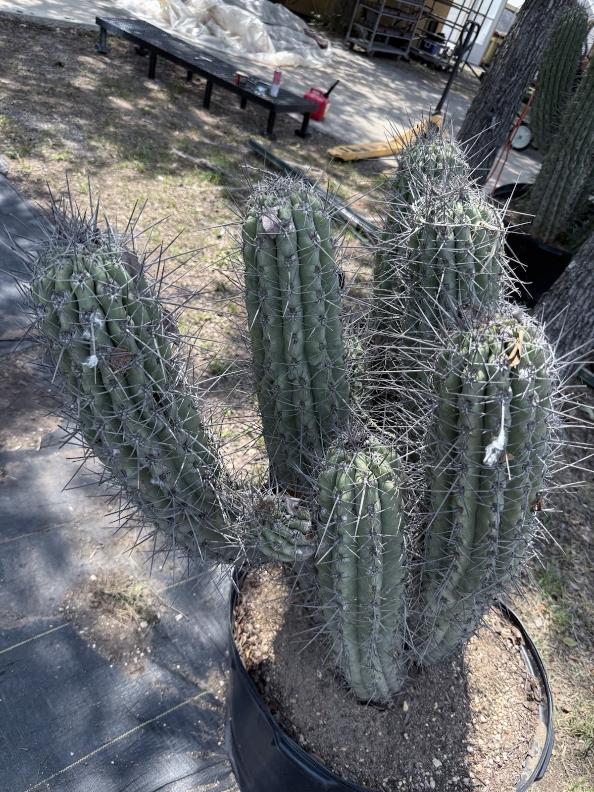 Stetsonia Coryne 'Toothpick Cactus’ Massive!!