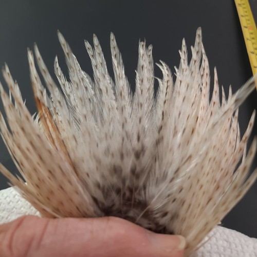 Barred Cream Variant Dry Fly Hackle Neck Cape Dry Fly Tying Feathers #26 - Picture 4 of 6