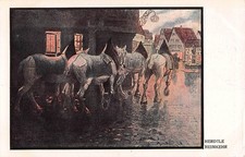 Tiere: Weiße Kutschpferde auf …