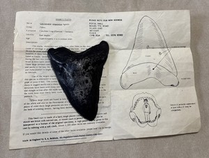 Carcharodon Megalodon Shark Tooth Fossil Cast England S.A. Baldwin