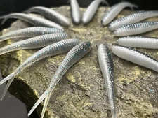 3" Fluke in Two-Tone Colors!!!