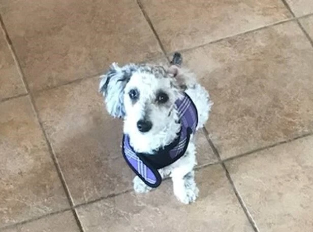 Dog Harness Wrap N Go Plaid Lavender Choke Free Mesh Large 18-22"