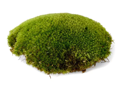 live cushion moss for terrariums bun moss paladariums mossariums vivariums image 2