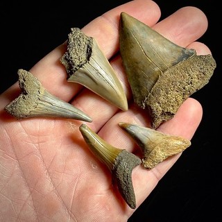 Lesser White Shark Teeth Lot (Carcharodon hastalis) 1.28 2.02" Real Fossil Tooth