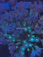 CE- WYSIWYG Jazzy Belle Rainbow Goni Frag - Live Coral Frag LPS SPS #RZB7