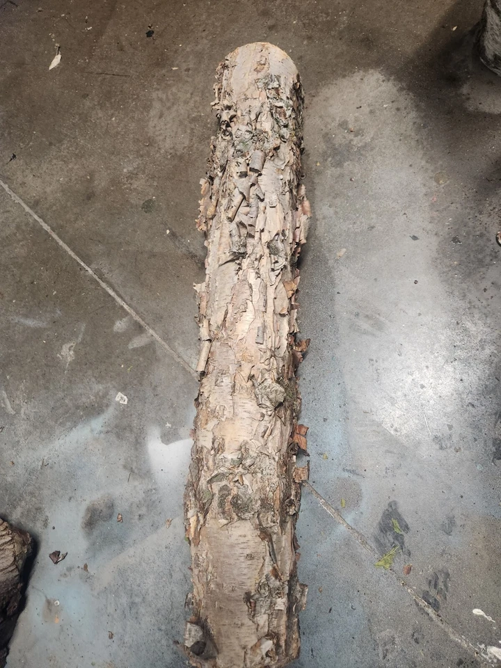 troncos de madera de abedul Foto 3 de 3