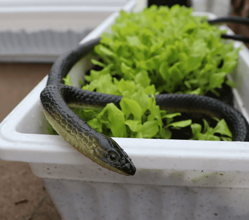 52" Fake Realistic Snake Lifelike Scary Rubber Toy Prank Party Joke Easter Gift - Picture 7 of 12