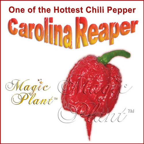 Carolina Reaper Dried Whole Pods - Hottest Reaper Pepper High Quality (6 sizes) - Picture 1 of 4