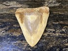 LARGE Heavy Replica Megalodon Shark Tooth 6” Cool Art Ad Or Display Potential — photo 5
