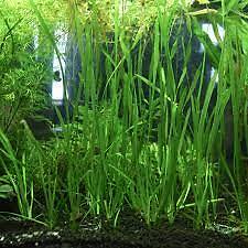 2 Jungle Vals - Buy 2 GET 1 FREE - Italian Val Vallisneria Live Aquarium Plants - Picture 3 of 12