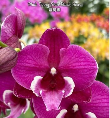 Phal. Tying Shin Black Bear