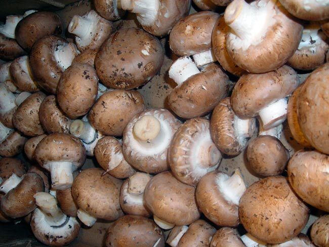 Mushrooms champignons (Agaricus bisporus) 58%, corn oil, summer