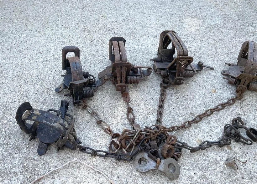 6, Bridger, Northwoods, Victor, Sleepy Creek, coyote, fox, bobcat, otter, 6asso - Image 2 of 3