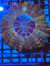 CE- WYSIWYG Acanthophyllia Coral Frag LPS SPS #AC3