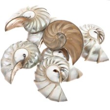 Genuine Reverse Komma Paisley Nautilus Shell Focal Bead Cab Cabochon, 1 1/8"