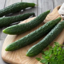 100+ Suyo Long Cucumber Seeds - Heirloom - Non GMO - Organic - Genuine -----RARE