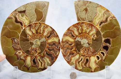 Large Ammonite Pair Great Crystal Cavity 110myo Fossil 180mm XXL 7.2" 4330cc - Picture 6 of 13