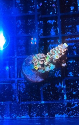 CE- WYSIWYG Free Bird Acro Frag Live Coral Frag LPS SPS #RSPSA14