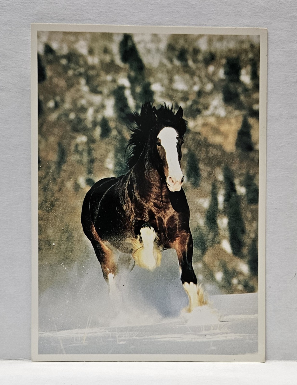 Anheuser-Busch Stallion Baron Bud Light Commercial Star Horse Vintage Postcard