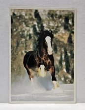 Anheuser-Busch Stallion Baron Bud Light Commercial Star Horse Vintage Postcard