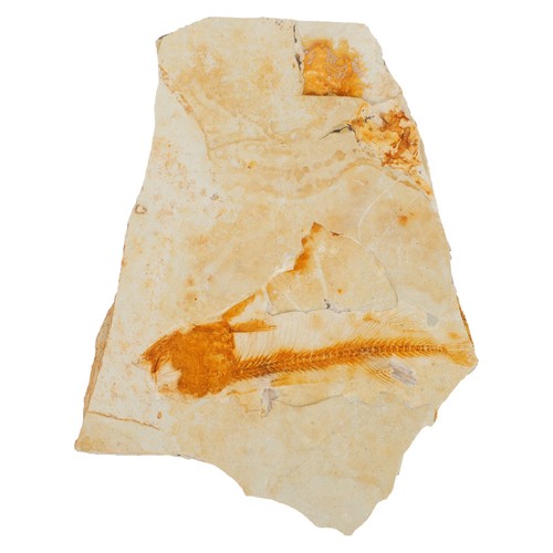 Wolf-finned Fish Specimen Jewelry Accessories Props Stone