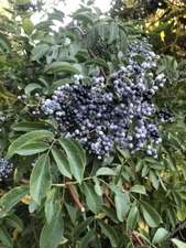 Sambucus mexicana MEXICAN ELDERBERRY Shrub Seeds!