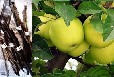 5 CUTTINGS GRANNY SMITH APPLE TREE Harvest SCIONS STICKS RARE