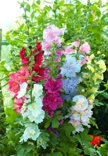 - Seeds Hollyhock Double Majorette Mix - Perennial Flowers for Planting - GMO...
