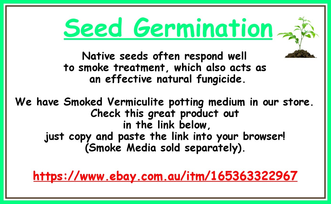 5 x NATIVE PINK KURRAJONG SEEDSBRACHYCHITONFLOWERSBUSH TUCKER FRUIT