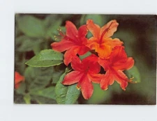 Postcard Flame Azalea Great Smoky Mts National Park Tennessee North Carolina USA