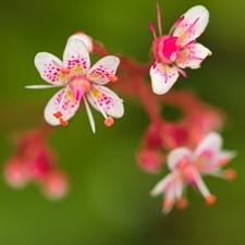 London Pride,  Saxifraga × urbium,  hardy evergreen perennial. x 4 plants