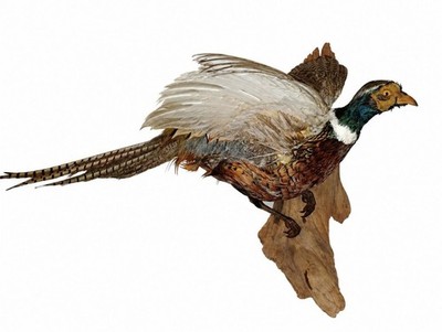 Ring Necked Pheasant Taxidermy Wall Mount Flying Pose on Natural Wood