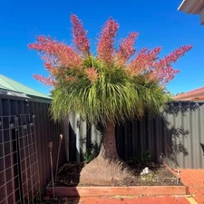 Ponytail Palm Tree Seeds Beaucarnea recurvata Elephant Foot Indoor House Plant