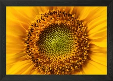 Close-up of a Vibrant Sunflower Framed Wall Art Poster Canvas Print Picture