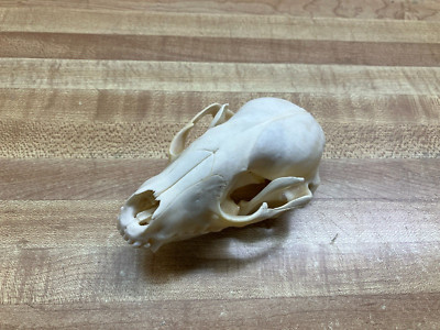 Real Bone Raccoon Skull