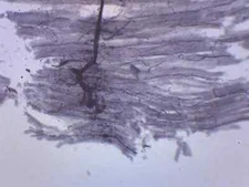 Spinal Cord, Cross Section - Prepared Microscope Slide - 75x25mm - Eisco Labs