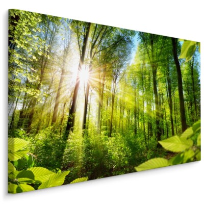 Fabelhafte Canvas LEINWAND BILDER XXL Kunstdruck Natur Wald Bäume Grün 1292