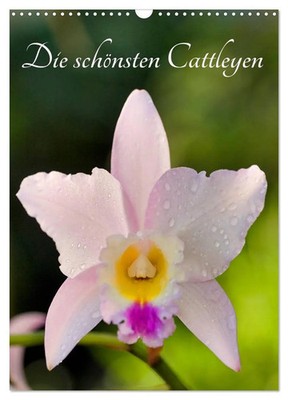 Clemens Stenner | Die schönsten Cattleyen (Wandkalender 2026 DIN A3 hoch),...